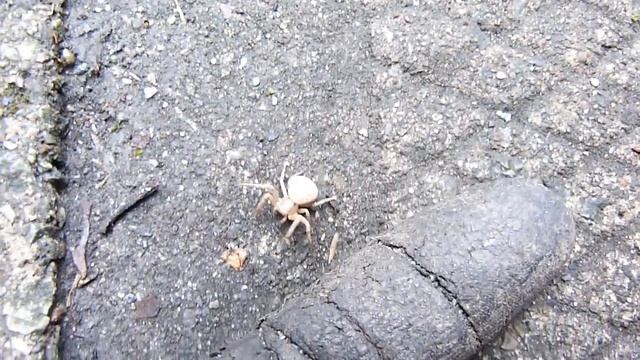 Araignée-crabe dans ma cour (Famille: Thomisidae) смотреть онлайн