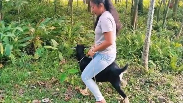 Goat Ride _ Goat Riding Full Video ❤️♥️👍👍