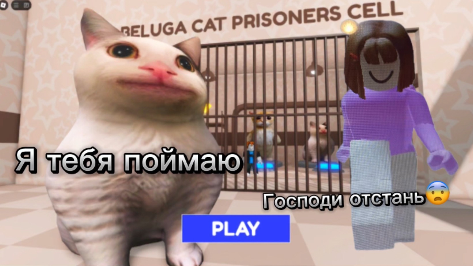 Hamster And Cat