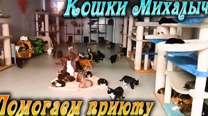 КОШКИ МИХАЛЫЧА. Помогаем Приюту.
