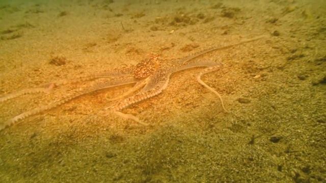 MIMIC OCTOPUS смотреть онлайн