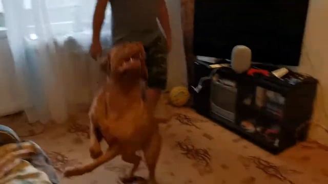 | FRENCH MASTIFF | dog de bordeaux 1 год/что умеет/как с детьми,нрав и характер!С Днём Рожденья! смотреть онлайн