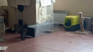 Будем ловить котенка котоловкой. 03.08.2024