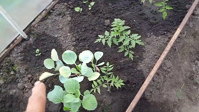 Как ПОДВЯЗЫВАЮ Сладкие ПЕРЦЫ в ТЕПЛИЦЕ!!! Мой ОПЫТ!!! 14.6.24г. смотреть онлайн