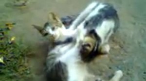 2 кота сосут друг друга.