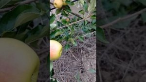 яблоня Голд Оранж (Gold Orange)