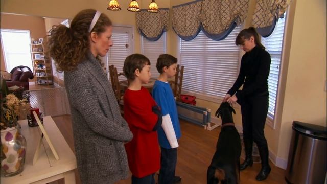 Dobermans Who Never Learned How To Go On Walks |  It's Me Or The Dog