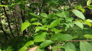 Чай из ферментированных листьев черемухи