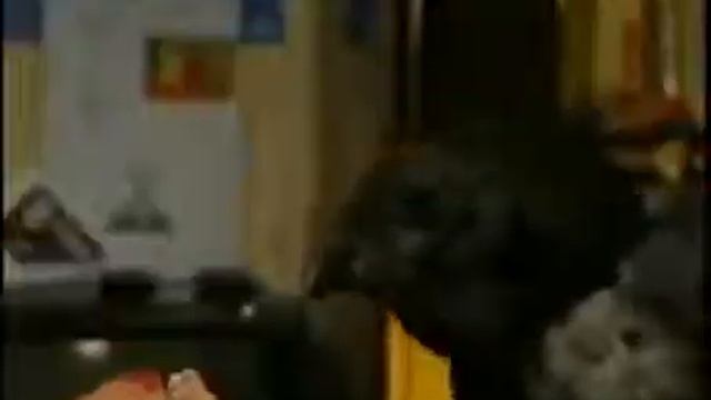 Говорящий ворон. Прикольніше птицьі😅🤣 смотреть онлайн