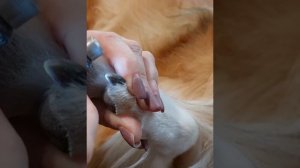 Обработка когтей собаки с помощью гриндера
