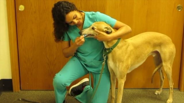 Dr. Dodds' NutriScan Test for Dogs смотреть онлайн