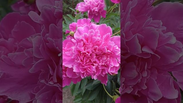 Мои пионы смотреть онлайн