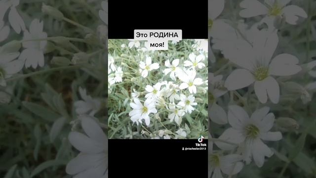 Родина моя