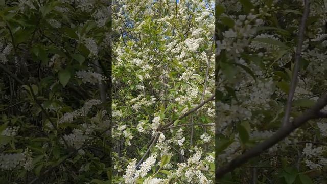 Черемуха цветет к холодам смотреть онлайн