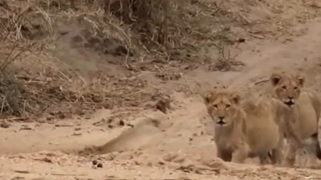 LIONS VS CROCODILE REAL FIGHT | Amazing Crocodile Take Down Two Brother Lions When Crossing River смотреть онлайн
