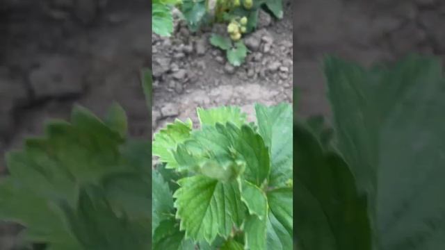 Первая клубника смотреть онлайн