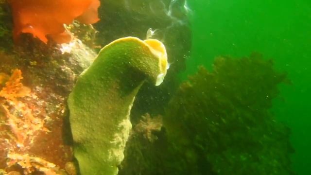 Adam McKenzie, Ogden Point, Gumboot Chitons, Spawning, Full Moon смотреть онлайн