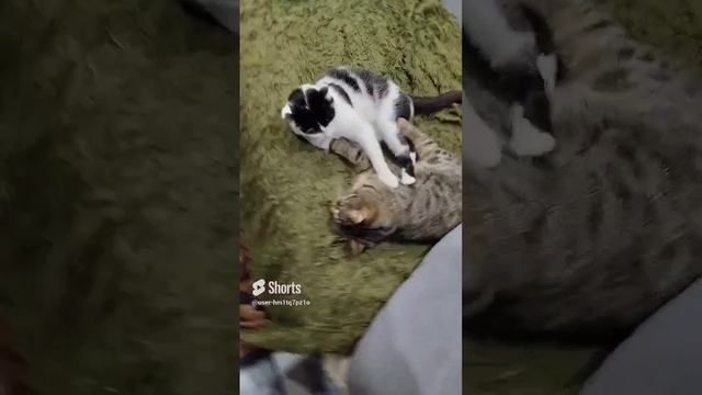 Просто коты смотреть онлайн