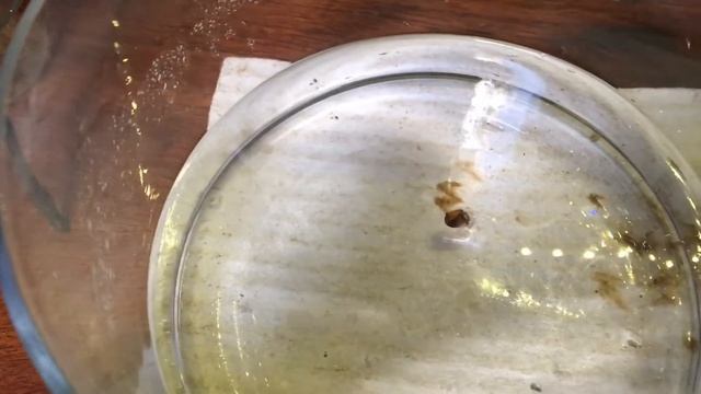 Explosive Spectacular combustion of yellow phosphorus in oxygen смотреть онлайн