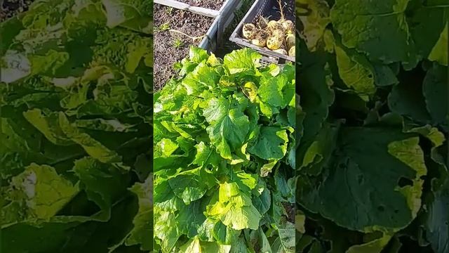 #Результат #сборурожая #репы. #Делитесь #вкомментариях своими урожаями смотреть онлайн