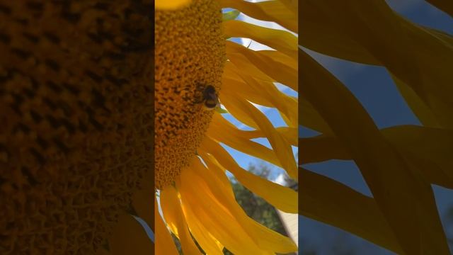 Мохнатый шмель смотреть онлайн