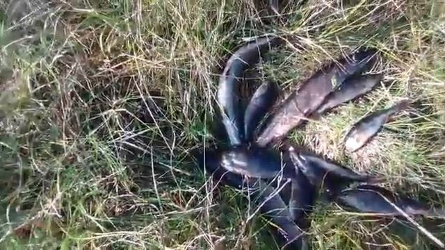 Рыбалка возле дома