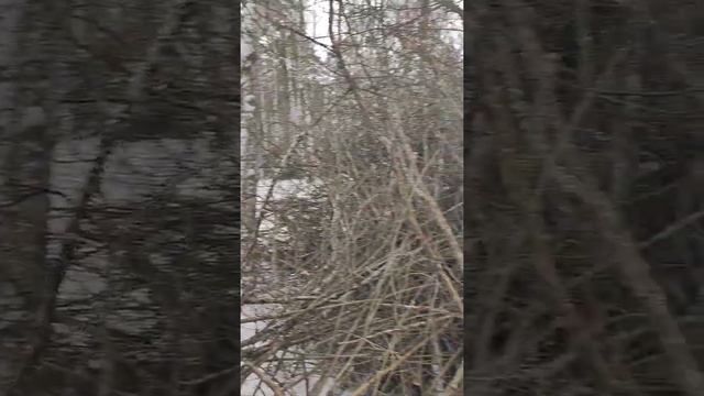 новое видео в дзен