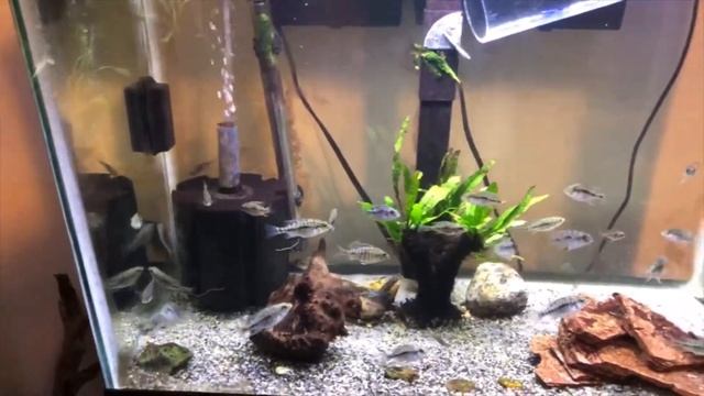 African Cichlid Care and Maintenance смотреть онлайн