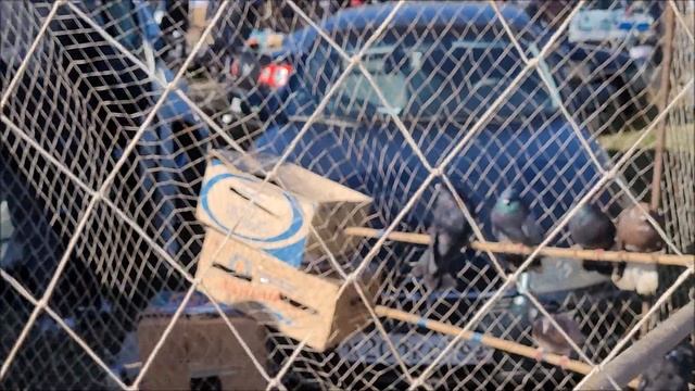 25 02 2024 года . часть 2. г Кропоткин ярмарка голубей декоративных птиц. смотреть онлайн