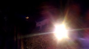 Новая невеста!