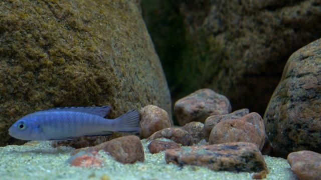 Lake Malawi Mbuna Aquarium Biotop - Jan 2021 смотреть онлайн