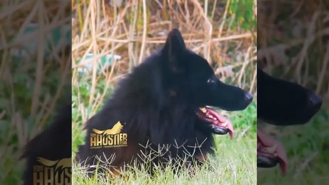 Poland Imported German Shepherd| Biggest German Dog In Pakistan | Pedigree Black German Dog