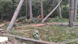 Валка леса /// Валка  повисшего дерева Бензопилой  /// Внимание Не Повторять Ошибок ❗❗❗