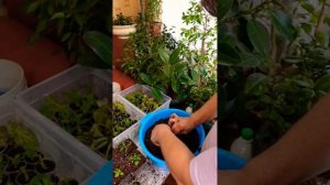 Когда и как делать перевалку и пересадку петунии в больший объем.