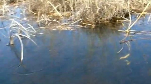 Массовый замор рыбы