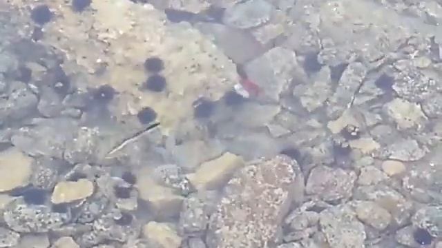 Попытка поймать осьминога,он оказался умнее смотреть онлайн