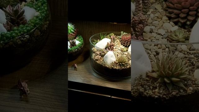 Новый #флорариум с суккулентами смотреть онлайн