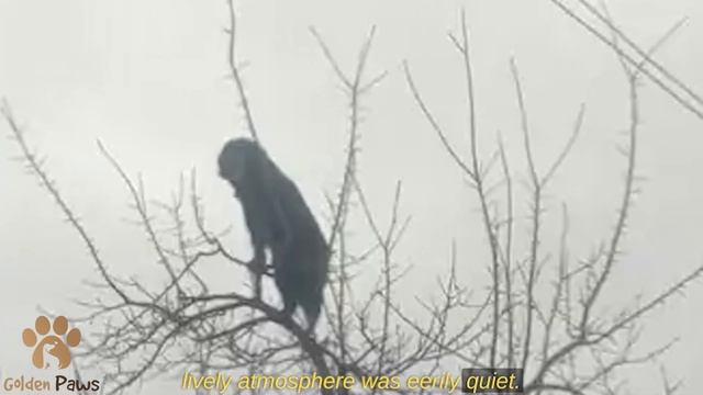 The Owner Locked the Dog in the Country House After a Week, He Cried! смотреть онлайн