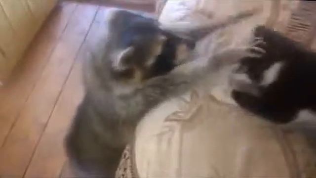 Енот. Дайте мне кота! смотреть онлайн