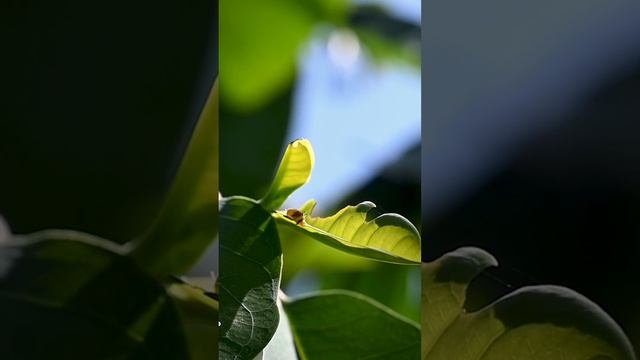 A Tiny New Born Tailed Green Jay Caterpillar Is Eating A Freshly Grown Leaf #caterpillar #insect