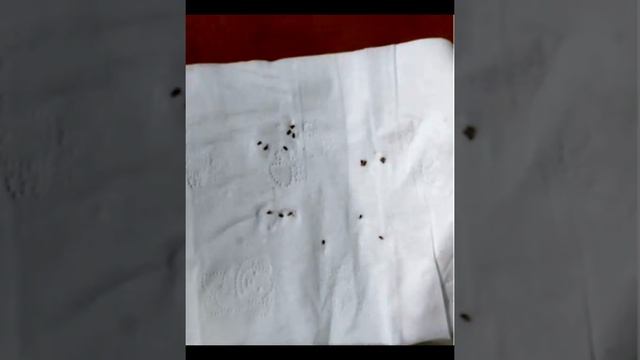 Flea battle ‖ what if a cat has fleas？ смотреть онлайн