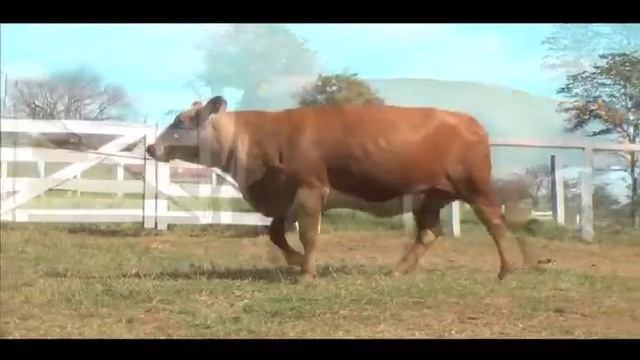 30 - 7908 - ABDERA DA JAJ - Genetic Center Uberlândia