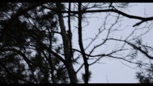Поползень