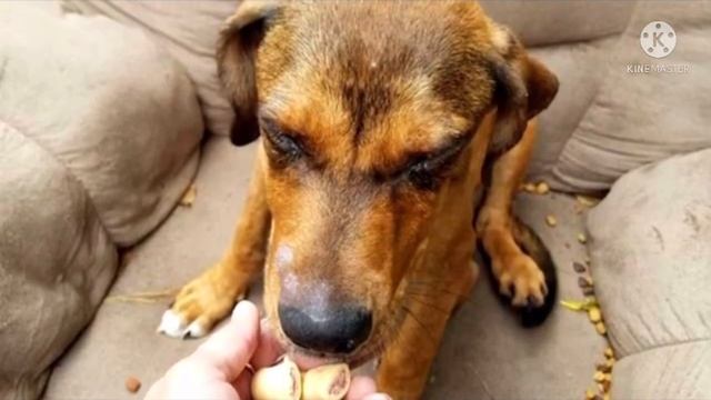 Брошенный на дороге пёс до последнего верил, что хозяин вернется смотреть онлайн