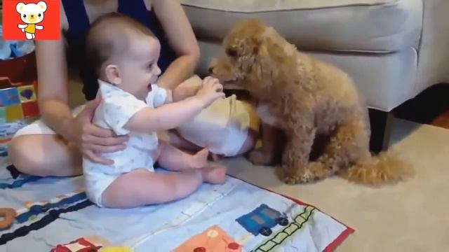 Дети и животные смешные видео для всех