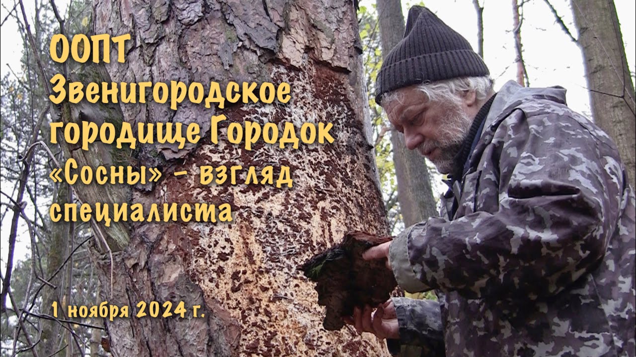 Городок, «Сосны» – взгляд специалиста 01.11.2024