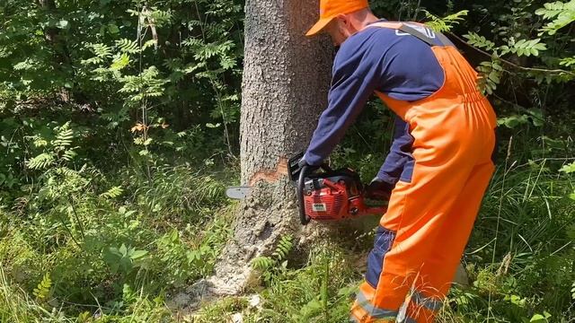 Валка опасного дерева винтовым валочным клином КВМ 1 смотреть онлайн