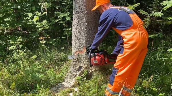 Валка опасного дерева винтовым валочным клином КВМ 1
