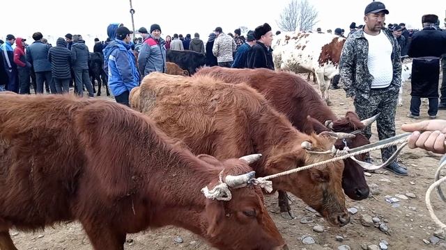 23 03,2024 Qovchin Mol Bozori Sog