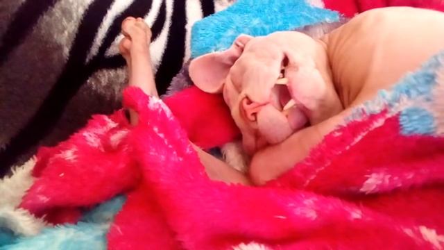 Пушок в отключке